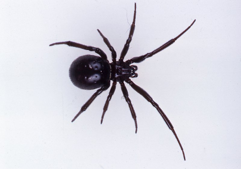 Image result for spider