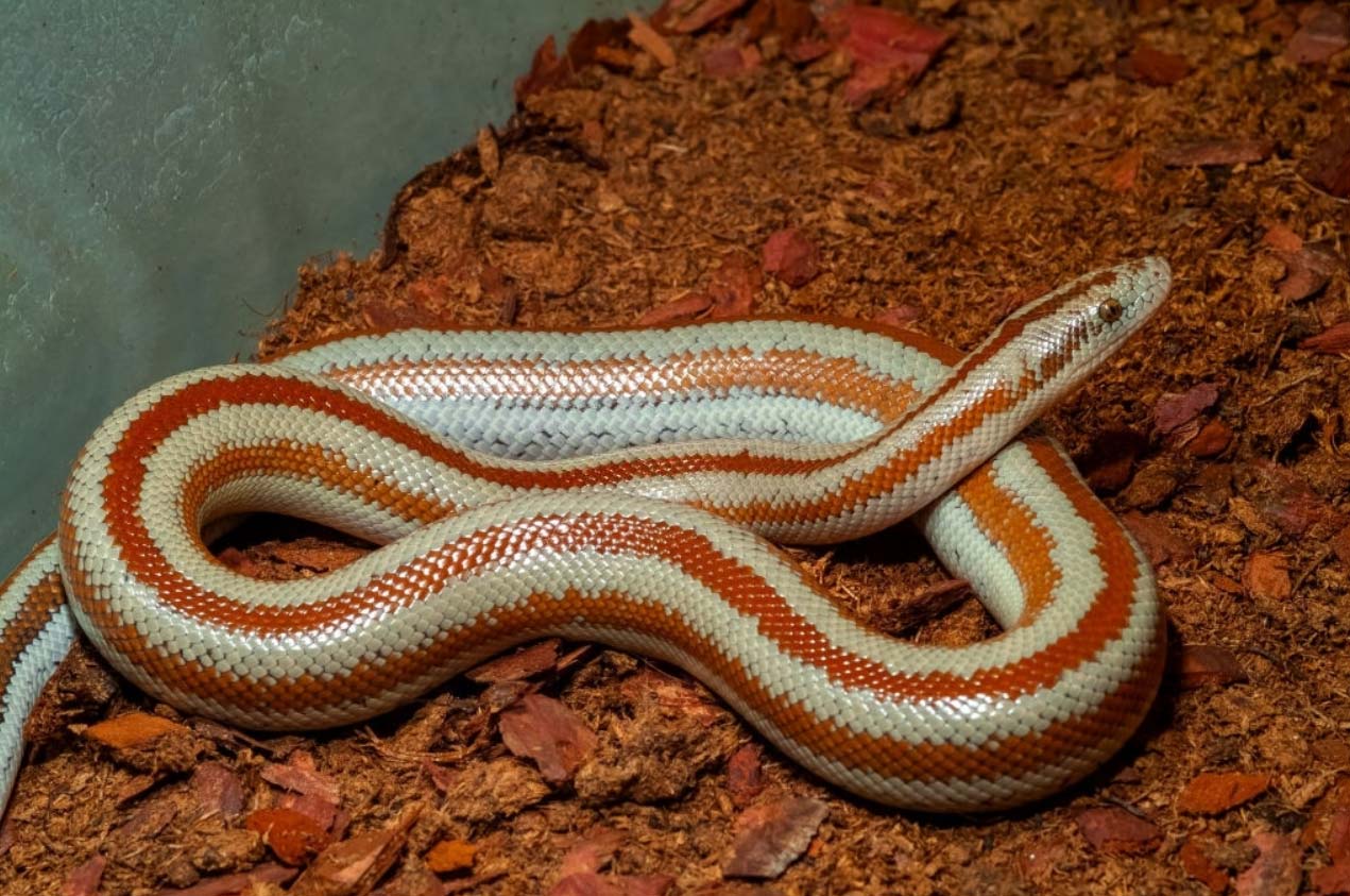 Rosy Boa sitting on substrate