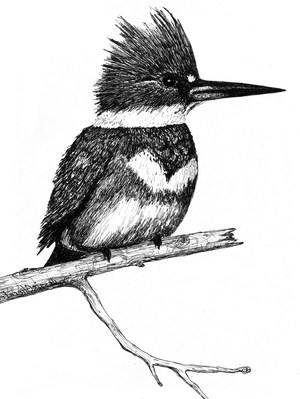 Kingfisher jpg from STIR page Flipped 5