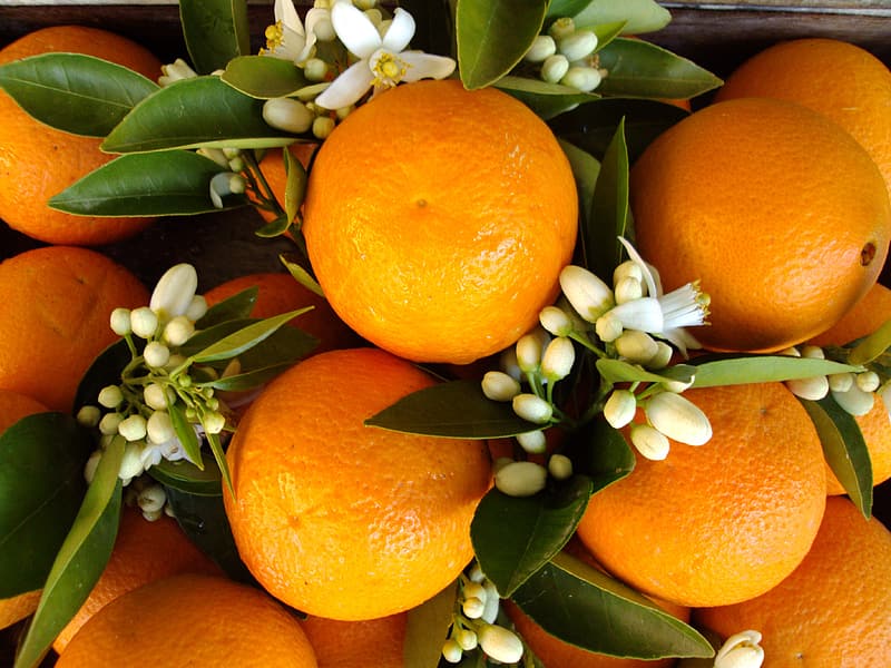 https://p0.pikrepo.com/preview/584/771/orange-fruits-and-white-flowers.jpg