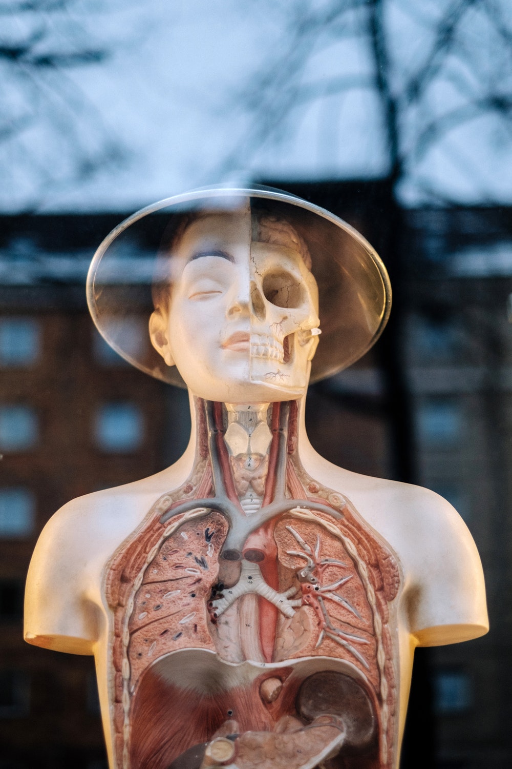 A model of the human body reflected in a window