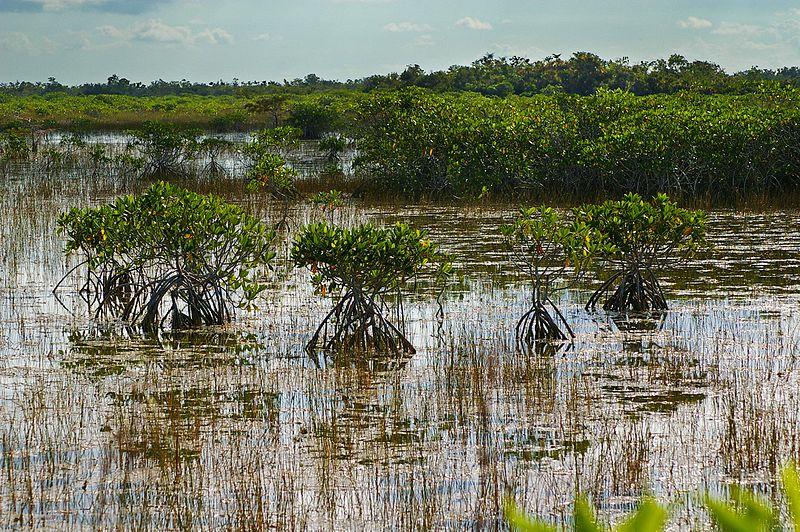 File:Everglades National Park 03.jpg