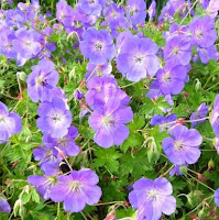 A group of purple flowers

Description automatically generated
