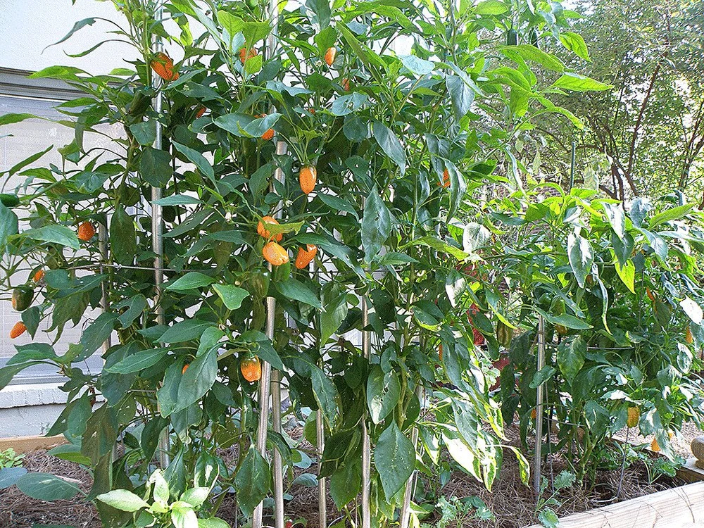 Why should you support pepper plants