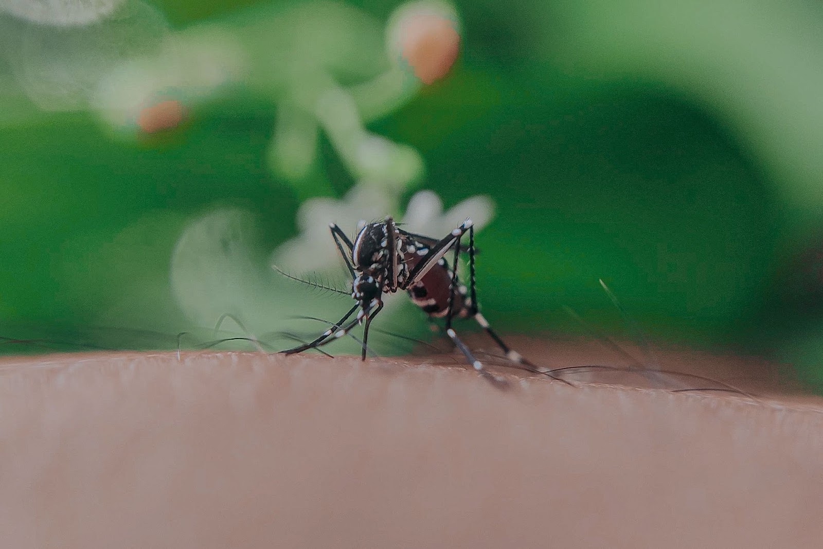 Mosquito biting Outdoor life hacks Campspace