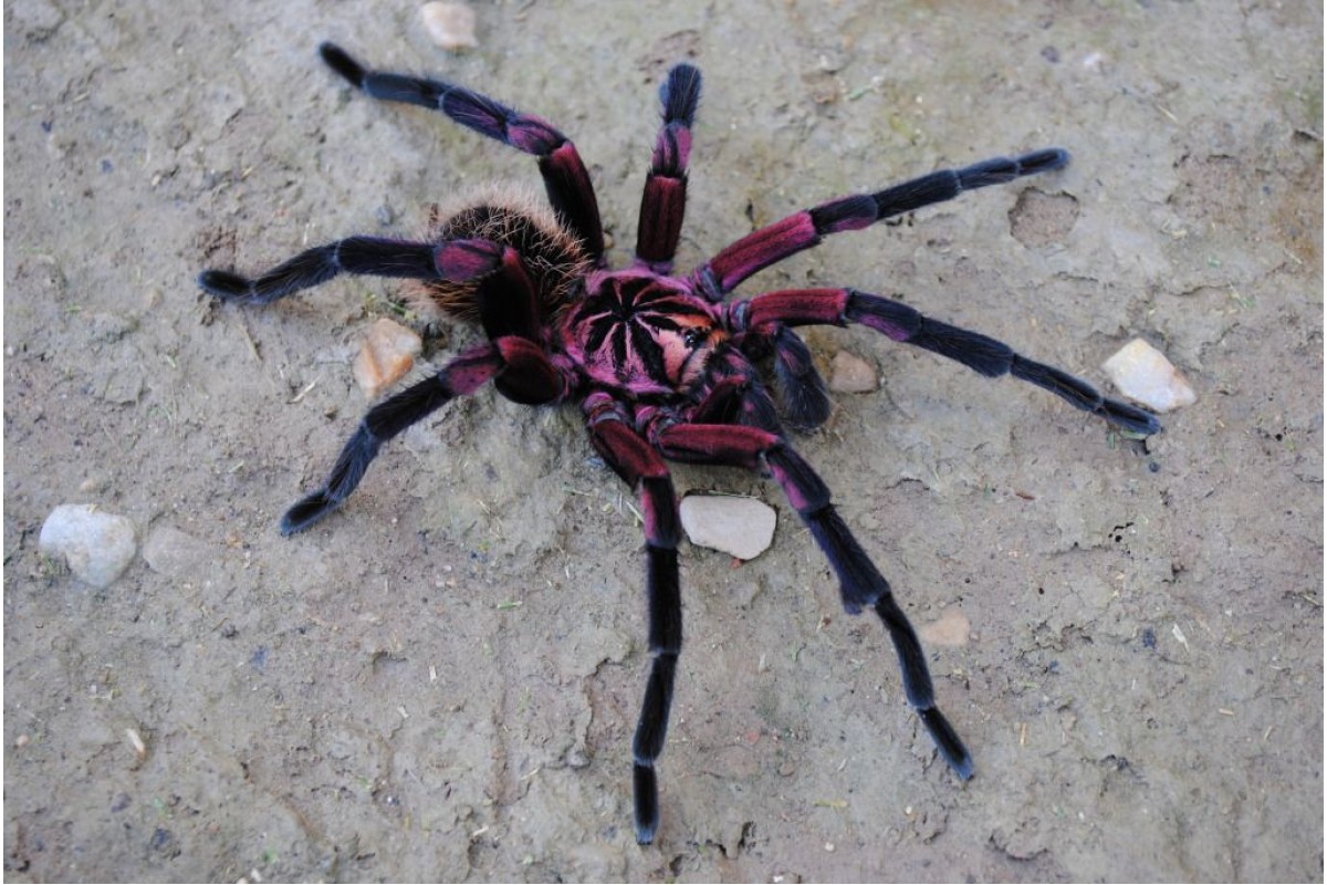 Tarantulas Migrating In Texas