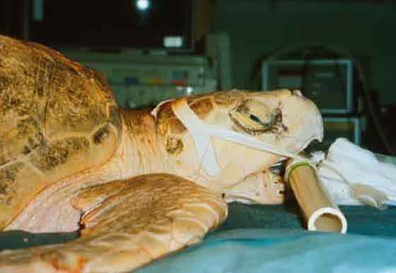Method for protecting the endotracheal tube in a Kemp’s Ridley sea turtle (Lepidochelys kempii).