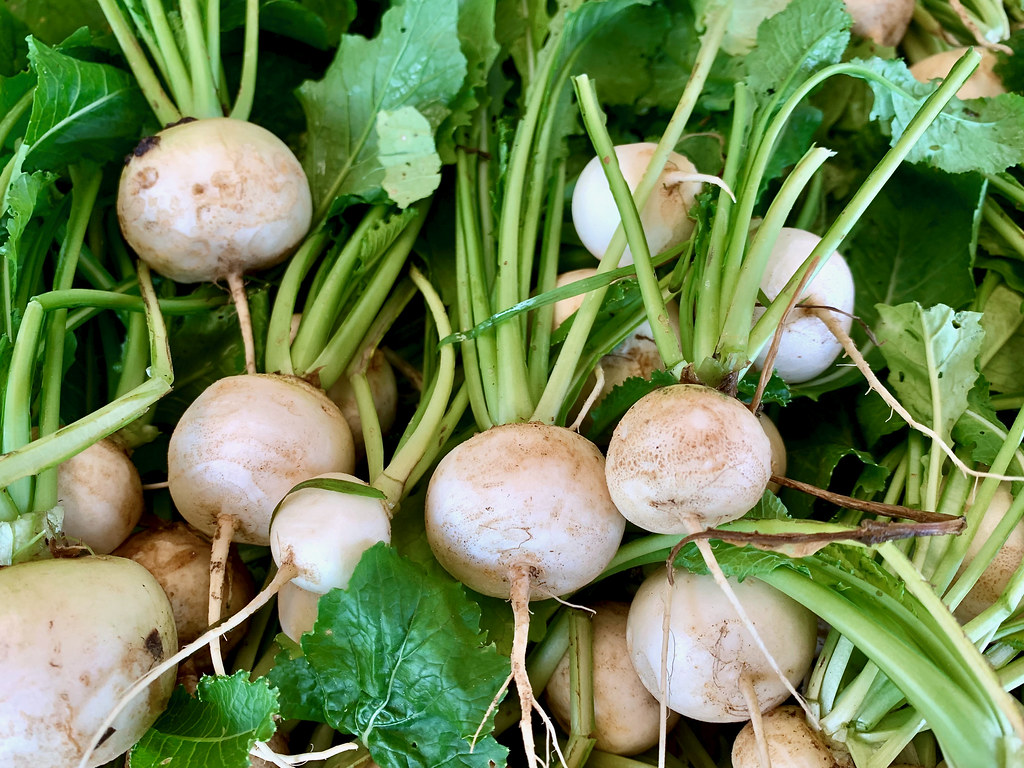 can guinea pigs eat turnip greens