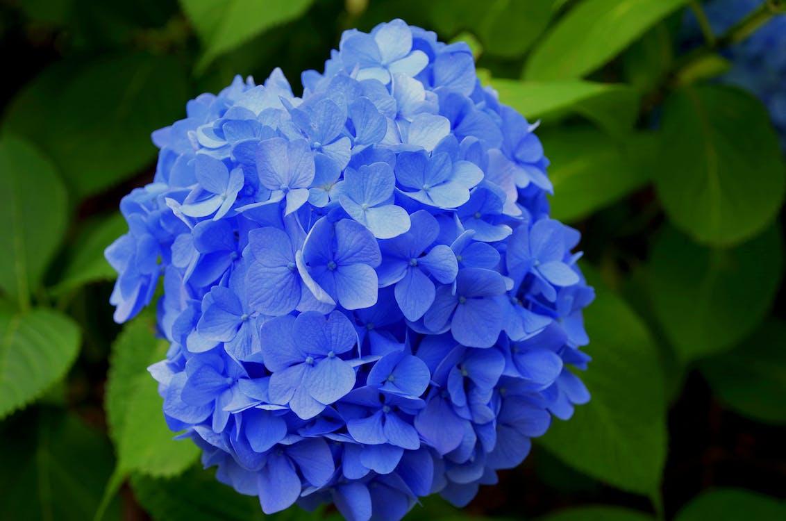 grátis Flor De Pétala Roxa Foto profissional