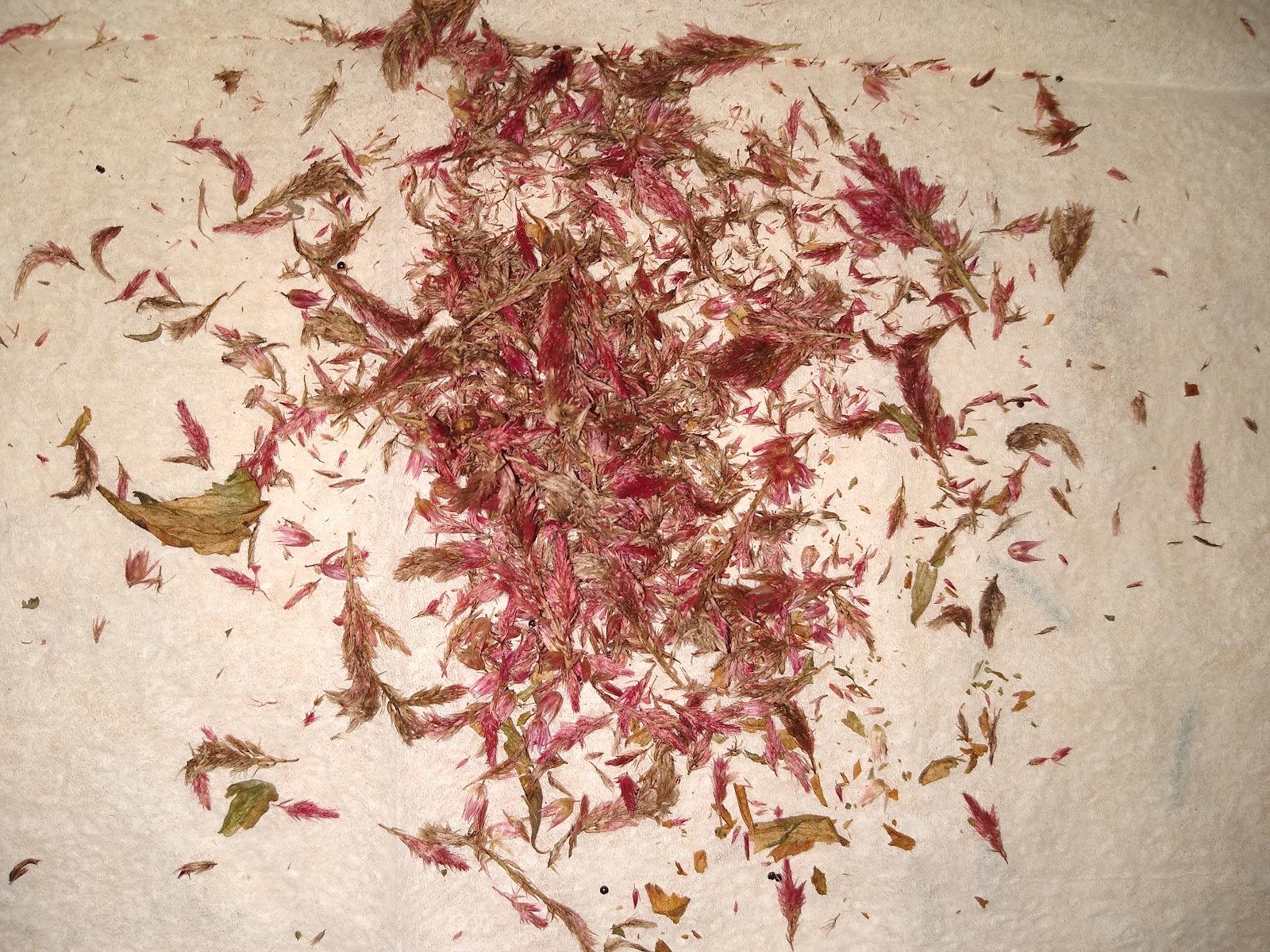 dried celosia petals