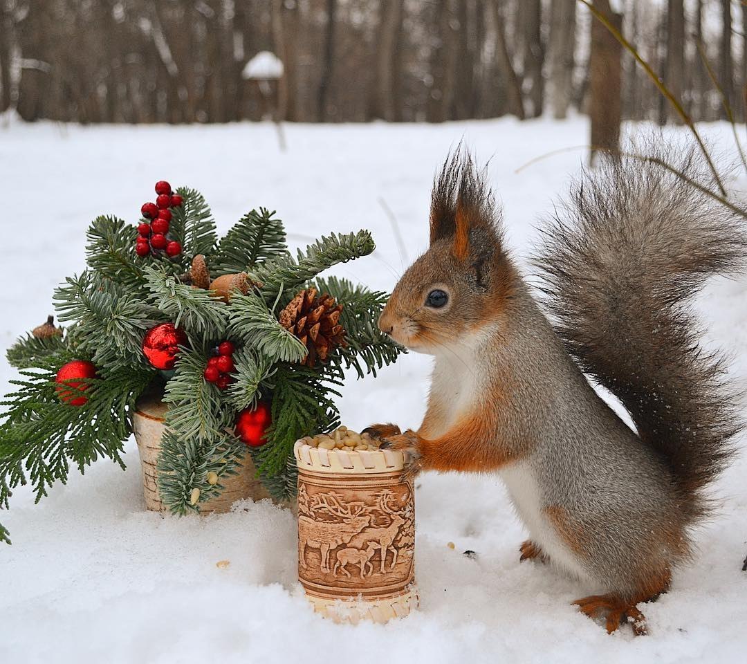 Новогодняя белочка