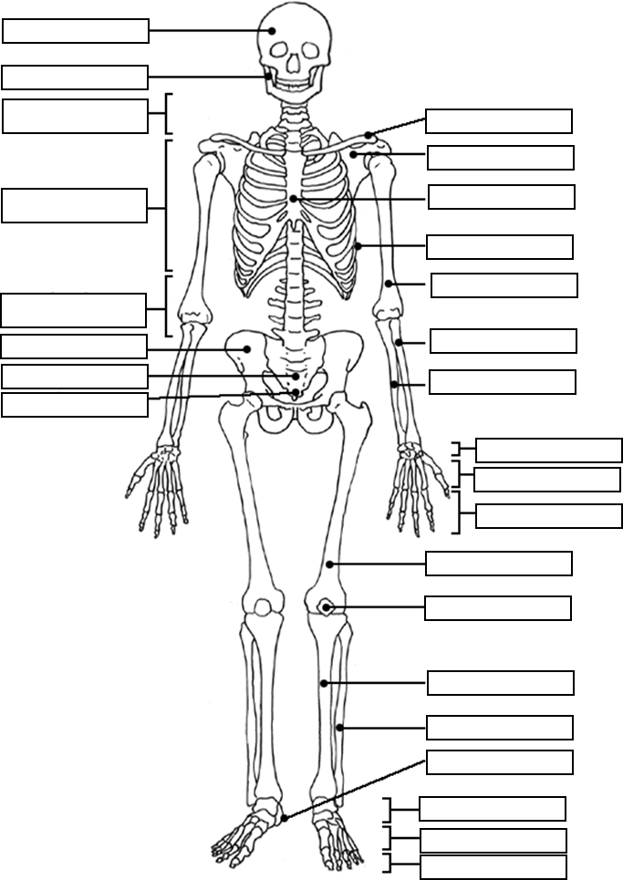 skeleton_boxed.gif