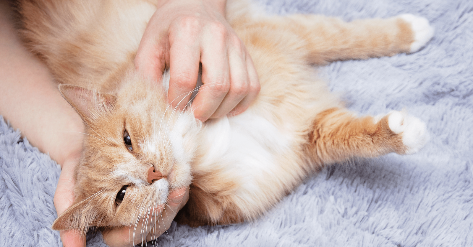 ginger cat enjoying chin scratch