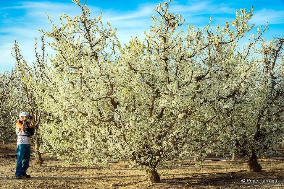 La imagen puede contener: Ã¡rbol, cielo, exterior y naturaleza