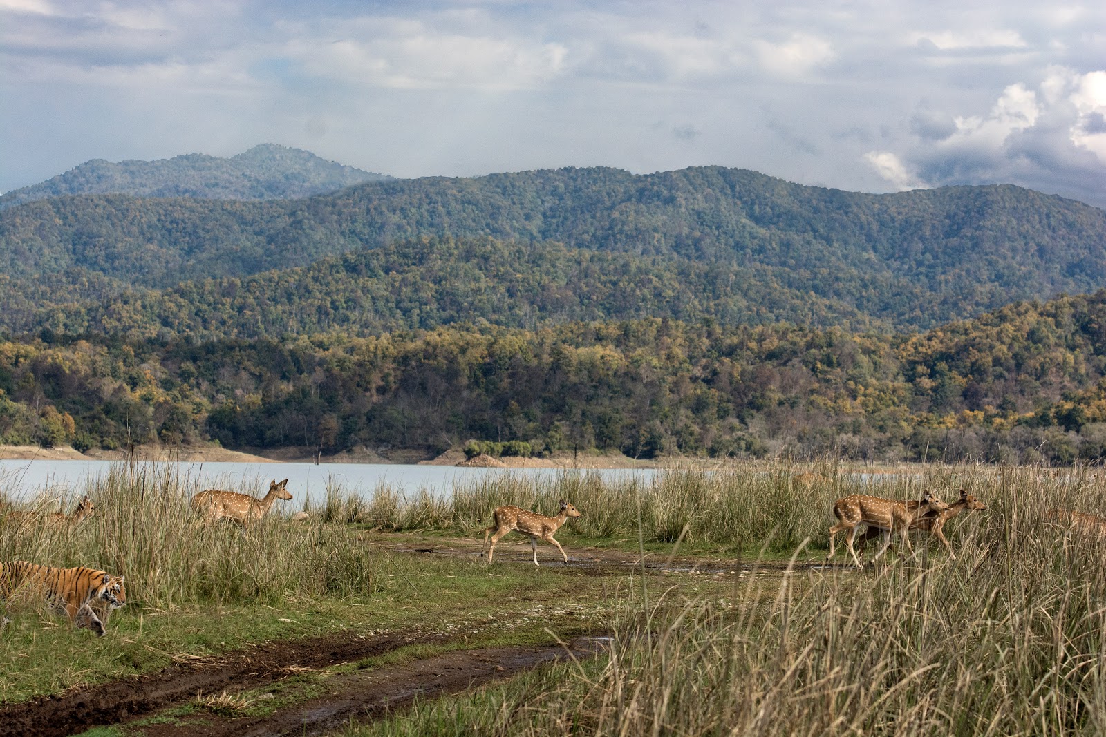 Deer walking through tall grass with mountains and a river in the background