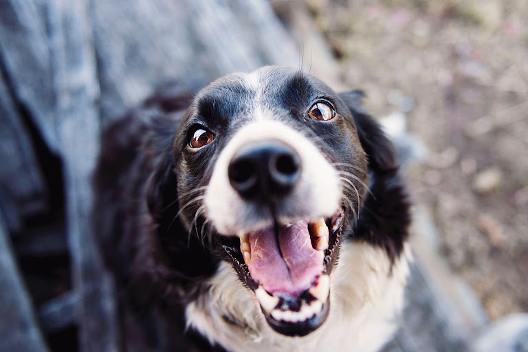 a dog smiling