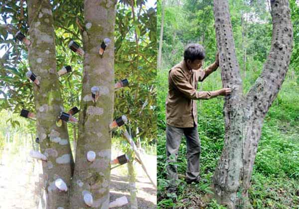 tác dụng của trầm hương với sức khỏe