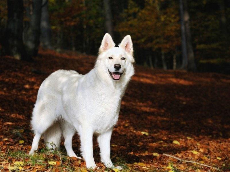 White German Shepherd - Your Complete Breed Guide - The Goody Pet