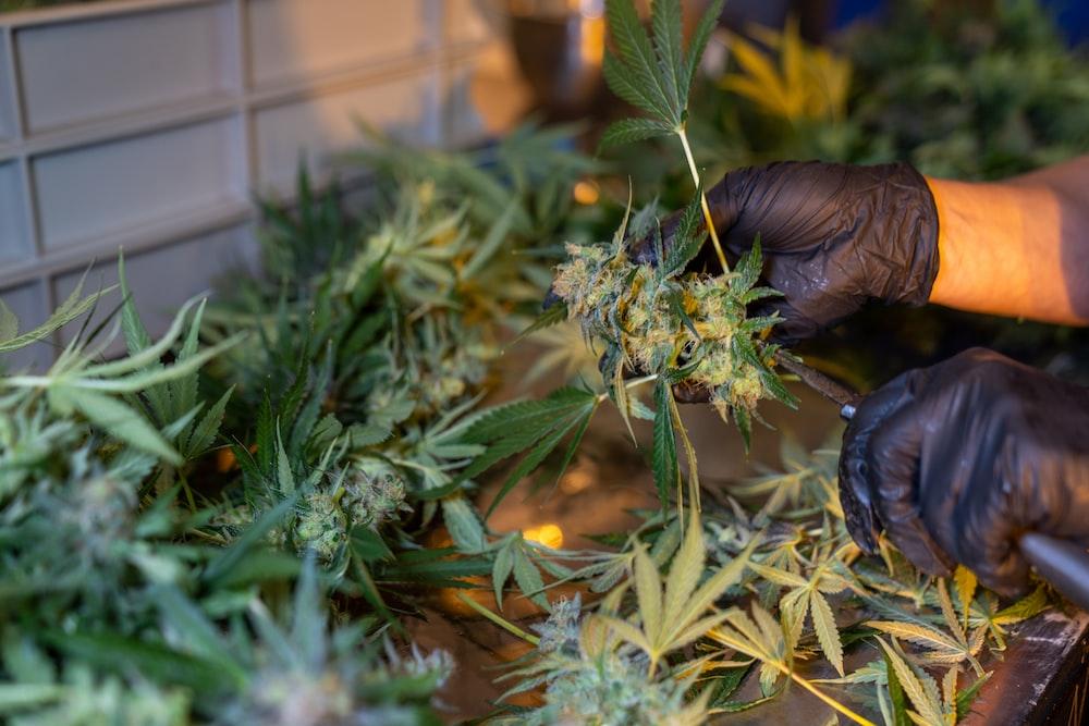a person in black gloves and gloves holding a marijuana plant