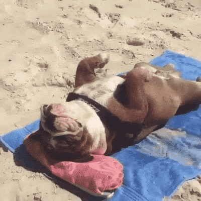 A dog lying on a blanket
Description automatically generated with medium confidence