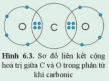 Câu hỏi trang 40 SGK TN&XH 7 CD tập 1