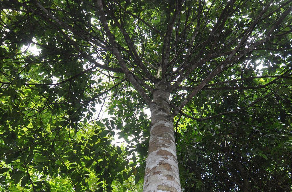 Energy Development Corporation to conserve most rare, native trees
