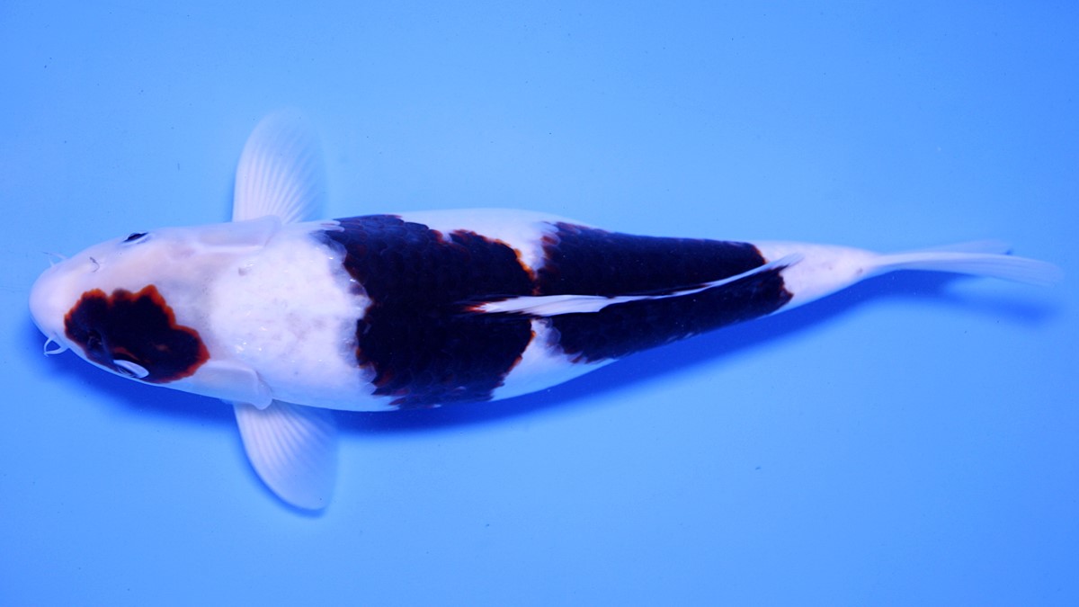 Ikan Koi