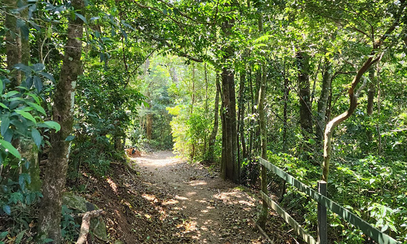 Children’s Eternal Rainforest Reserve