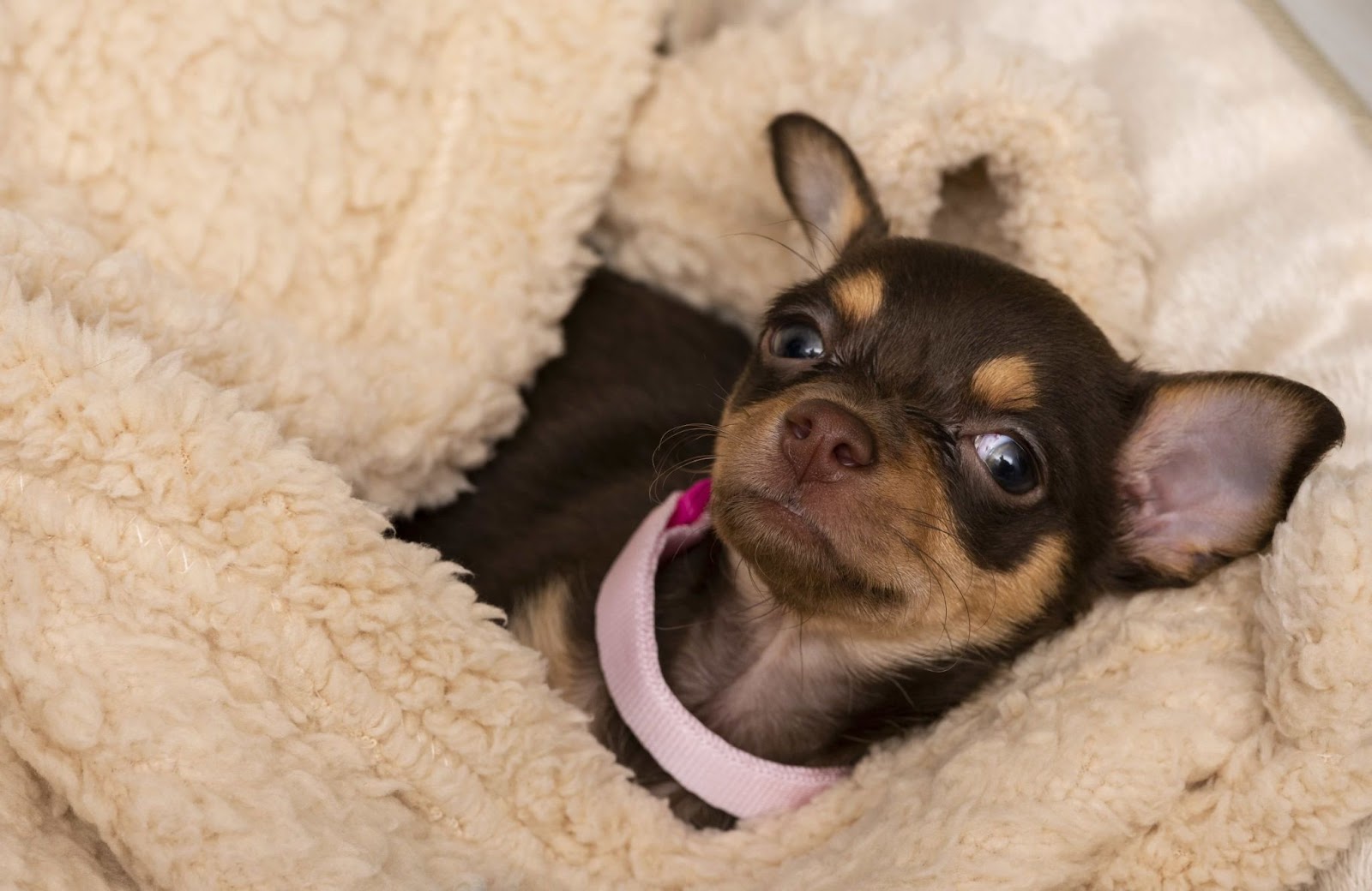 Can Chihuahuas Eat Raw Meat?