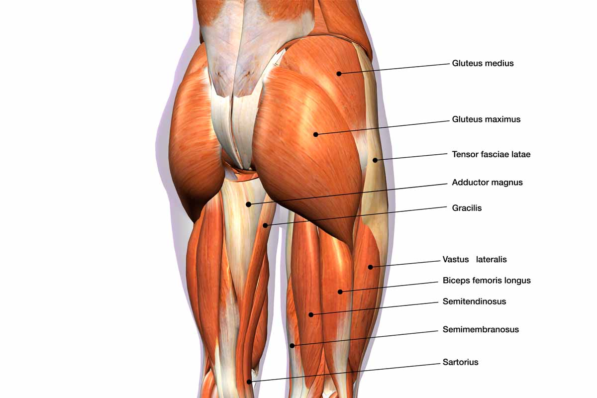 My gluteus max is all naked here