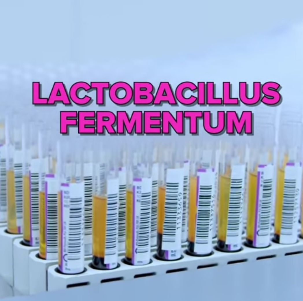 Lactobacillus Fermentum 