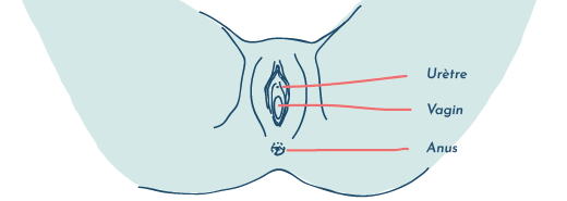 Schéma démontrant la proximité entre l'urètre, le vagin et l'anus, rendant leurs interactions fréquentes.
