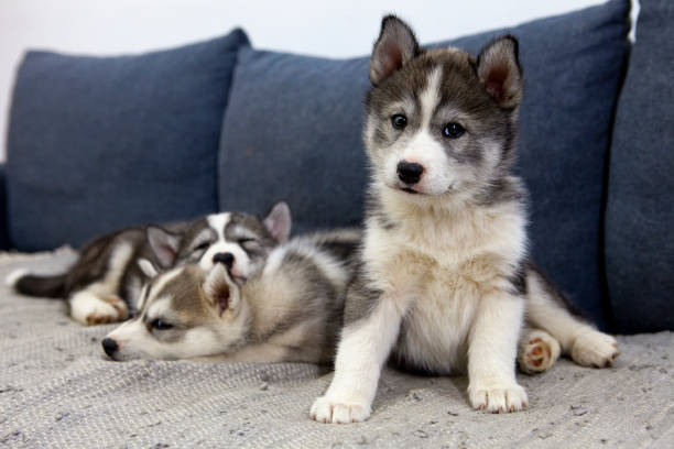 The Benefits of a Good Night's Sleep for Your Husky Puppy