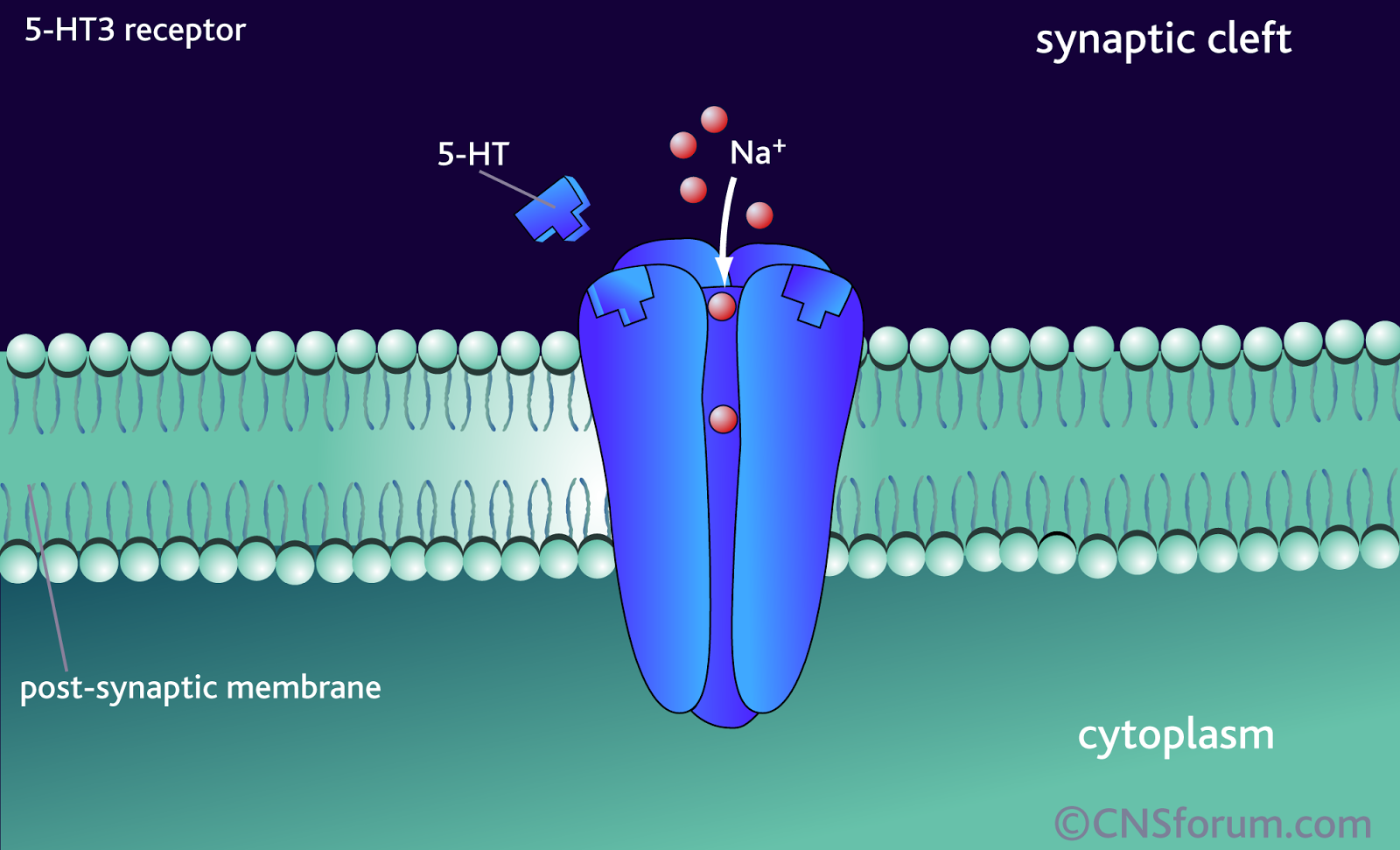 Chemistry of Stingray Venom | BCA Chemistry