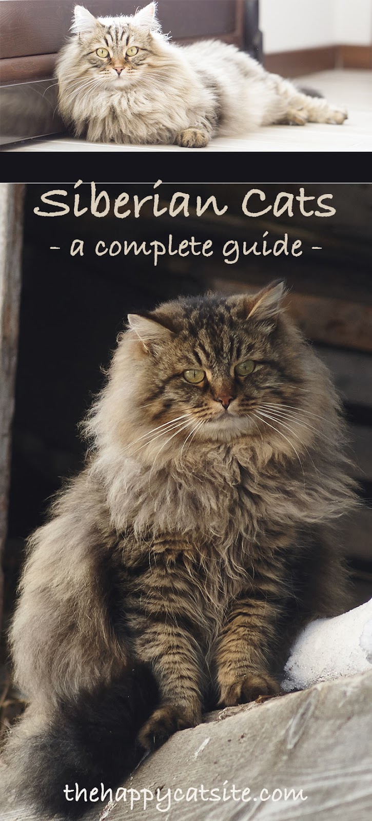Siberian Cat: A Complete Guide to the Unique Siberian Forest Cat