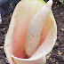 Hạt giống cây Cây Lưỡi Quỷ Hồng - Amorphophallus bulbifer AMO00035