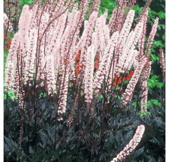 Actaea (Bugbane) 'Pink Spike'