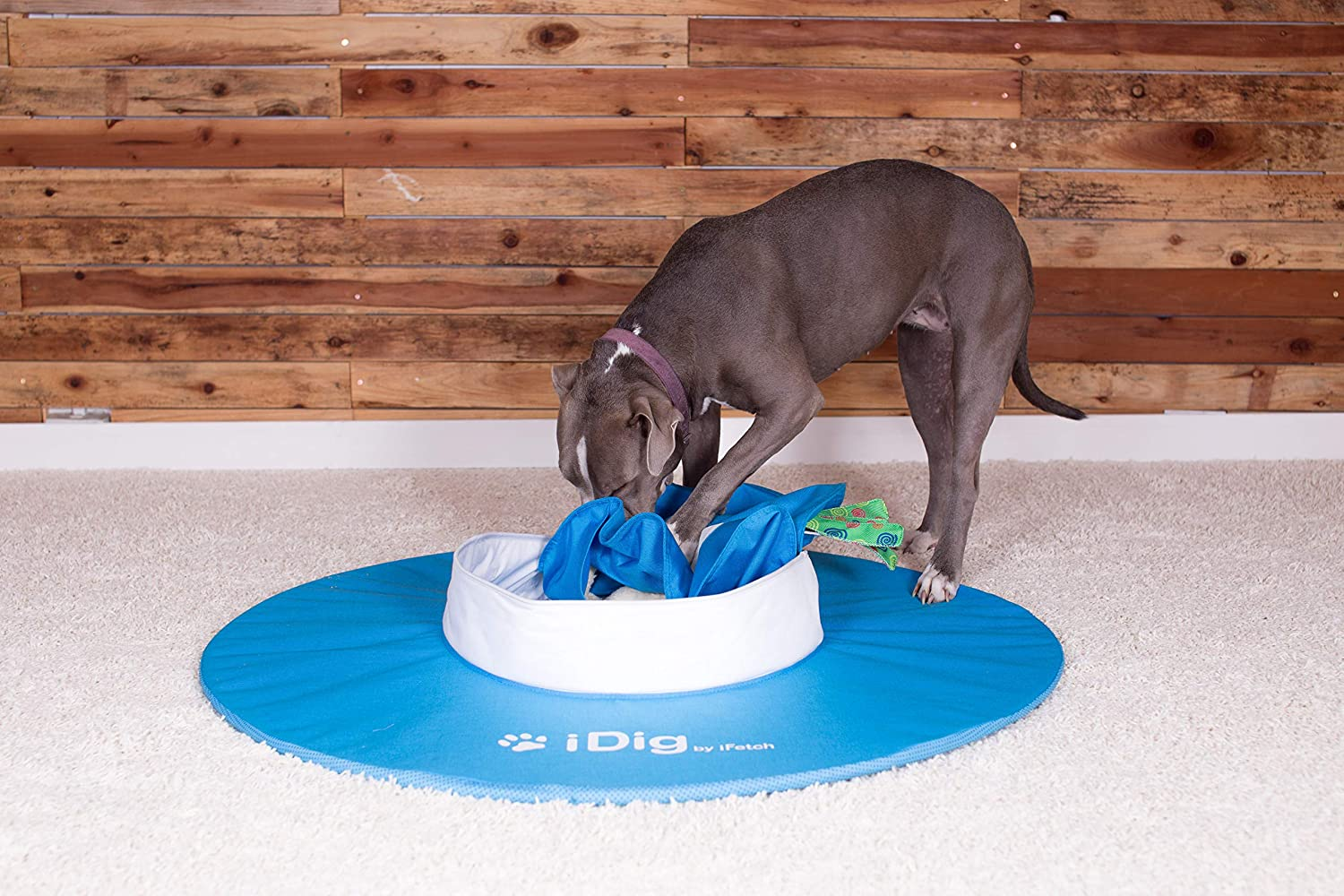 5 Enrichment Ideas for Dogs That Dig