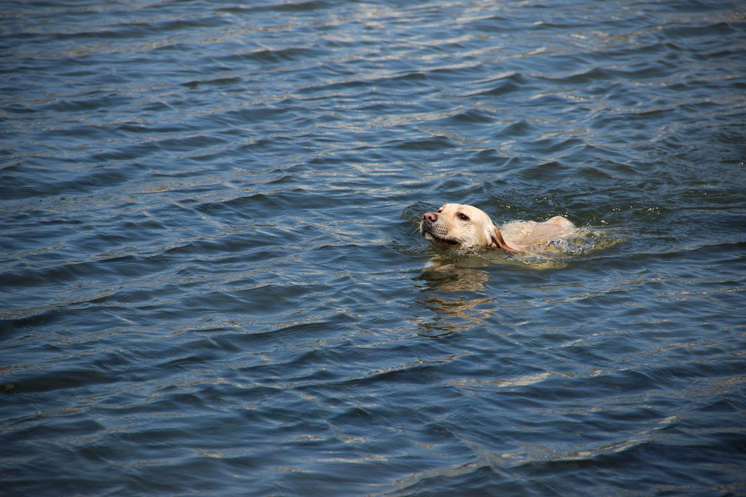 帶狗狗游泳時要隨時注意狗狗動向，不要讓牠們游得太遠