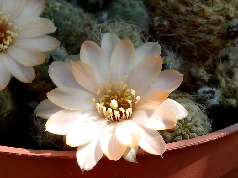 Cactus en fleurs SRdzGOFJoJ1S8cmrGdebpCkXTy96W73ijCv31_OUKJg=w759-h569-no