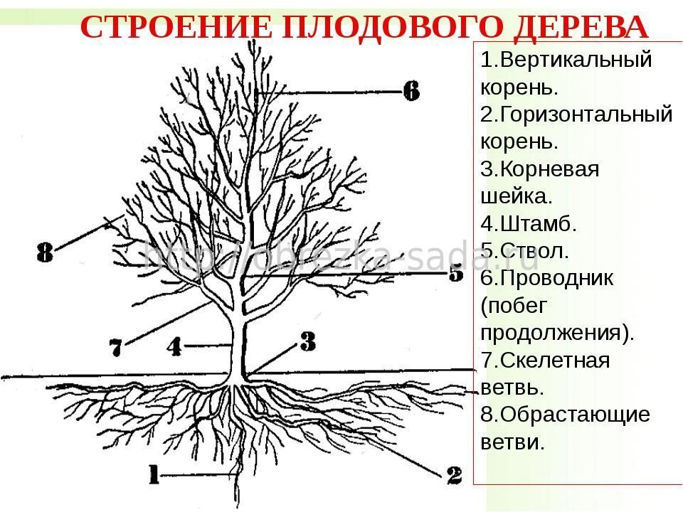 Строение плодового дерева