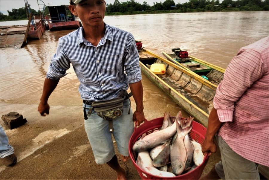 Before 2018, fish stocks were abundant in the Mekong in southern Laos. Photo: Tom Fawthrop