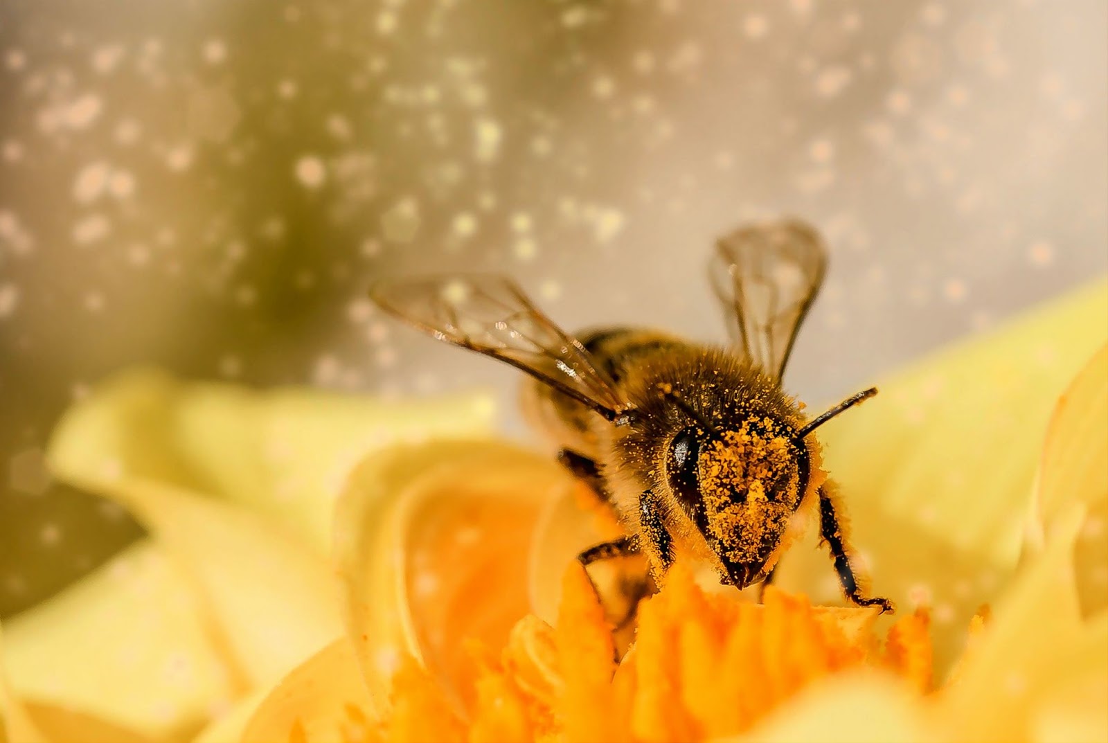 Worker Bees are the silent achiever of the group that works tirelessly to keep their colony running smoothly