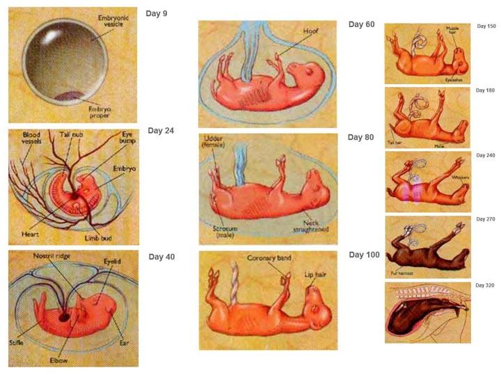 horse embryo development under title horse pregnancy stages