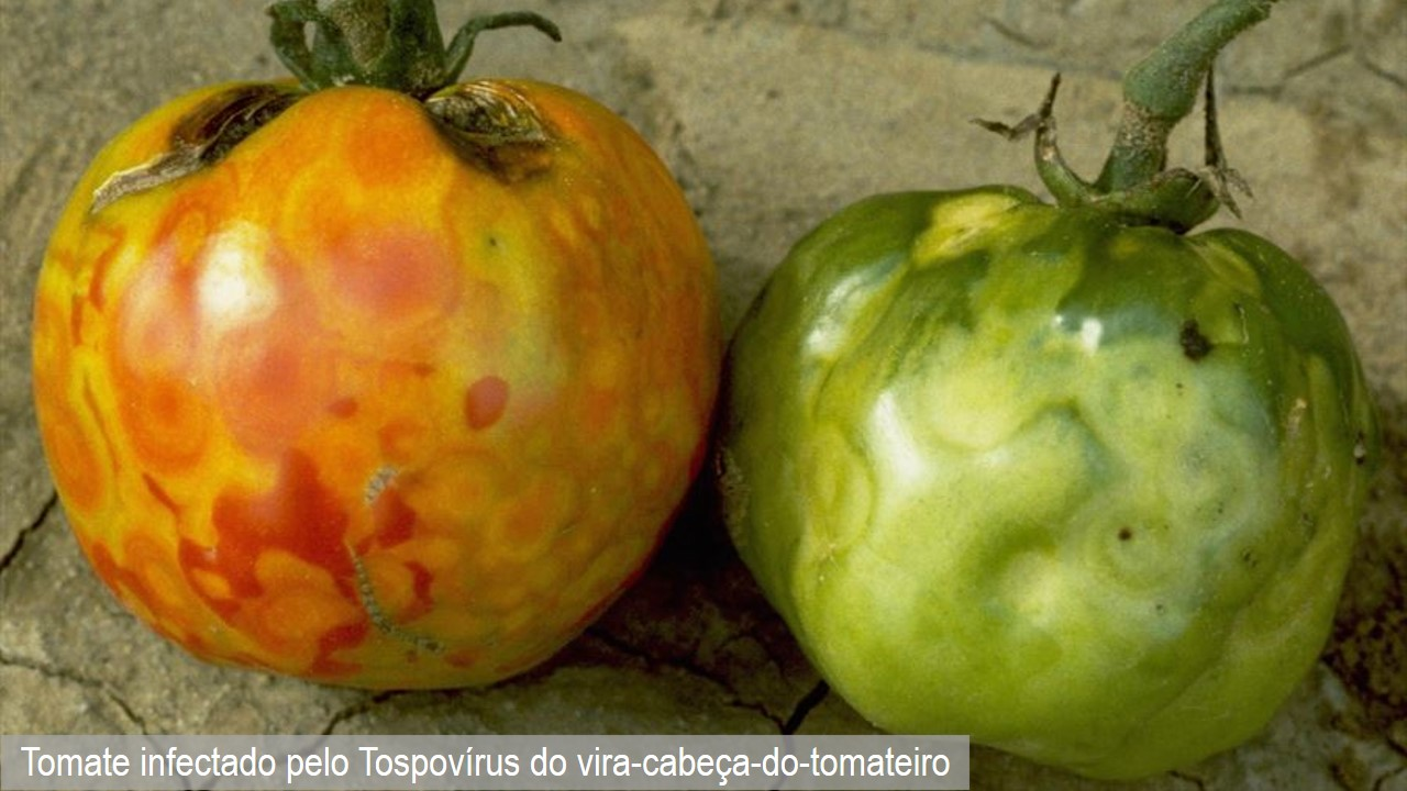 Doença do tomateiro - vírus