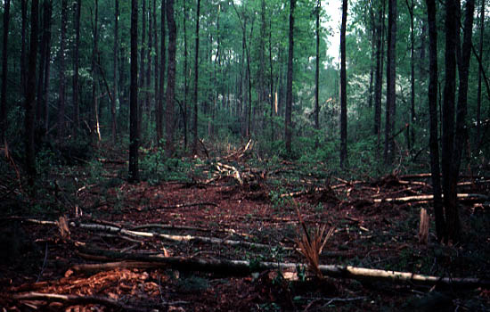 Deforestation Of The Deciduous Forest