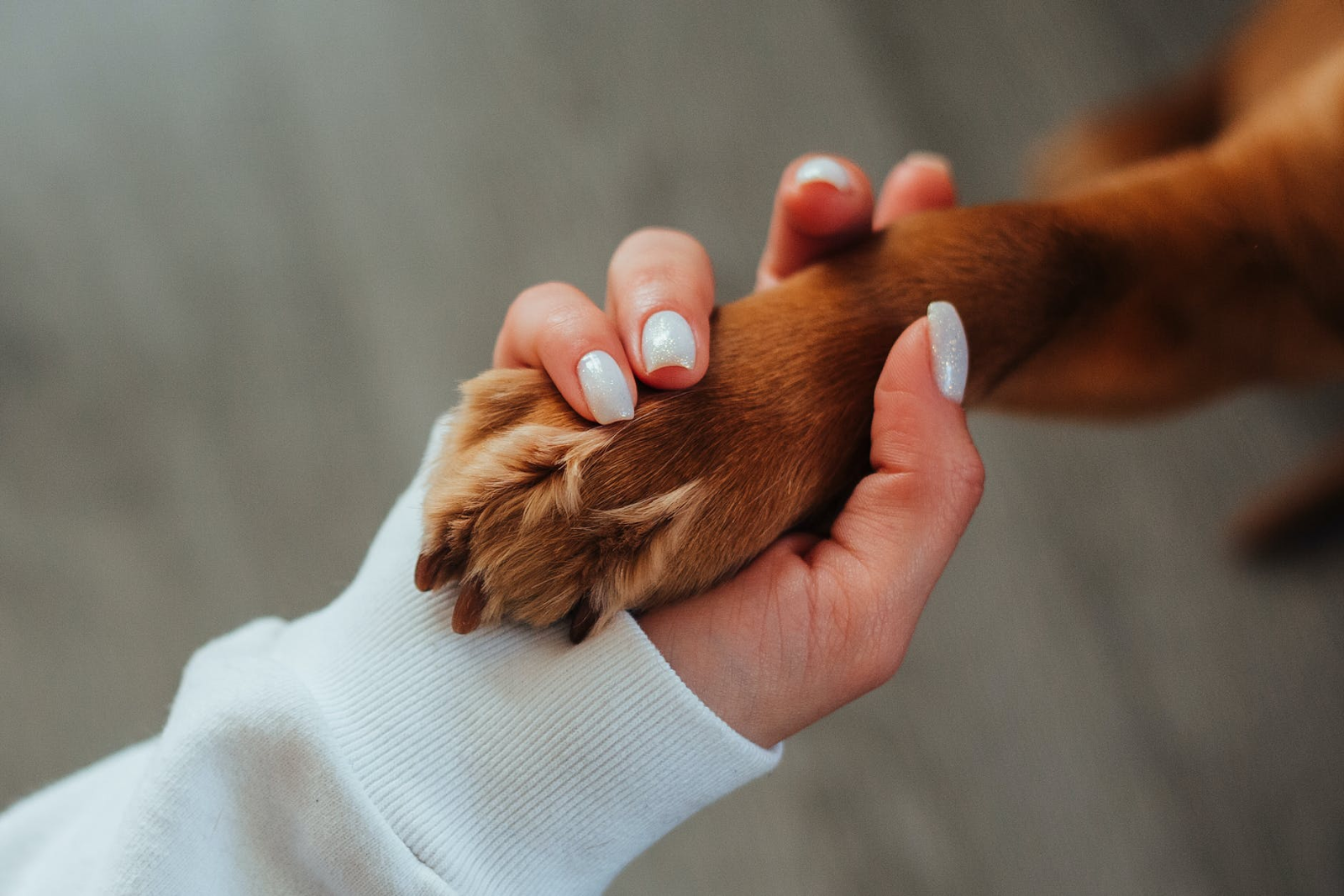 How to Teach a Dog Paw? Everything You Need to Know