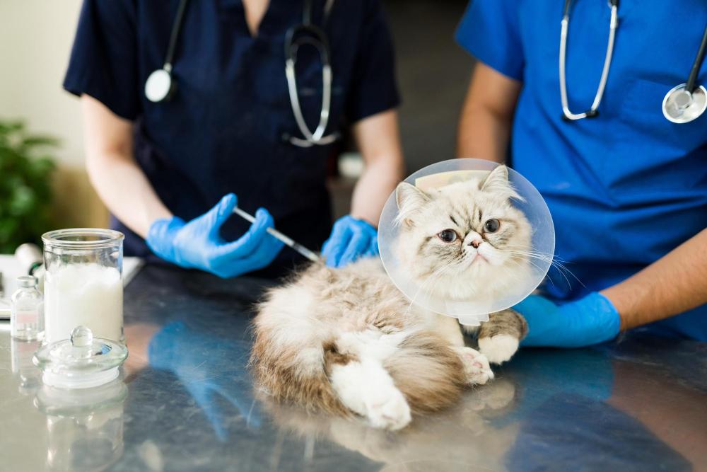 vaksin kucing harga