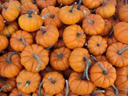 Image result for pumpkin