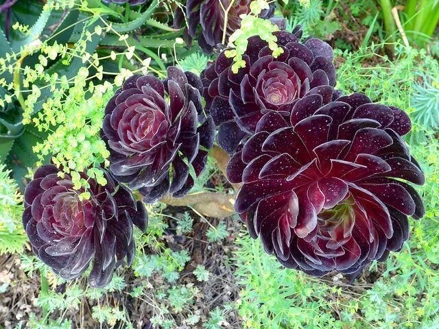 Cuidados Aeonium Cabeza negra